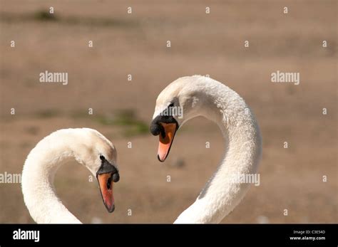 Swans Heart Shape Hi Res Stock Photography And Images Alamy