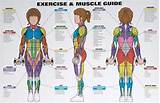 Muscle Group Exercises Chart Images