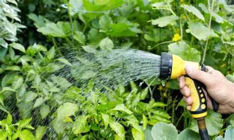 10 Clever Ways To Conserve Water In Your Garden Smart Tips