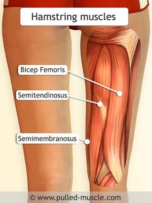 The hamstrings are the big muscles on the back of your thighs. How to Get Bigger Hamstrings