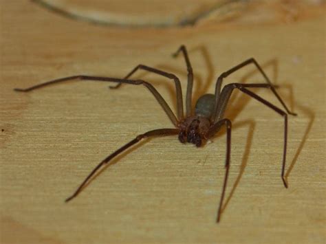 Wolf Spider Eat Brown Recluse