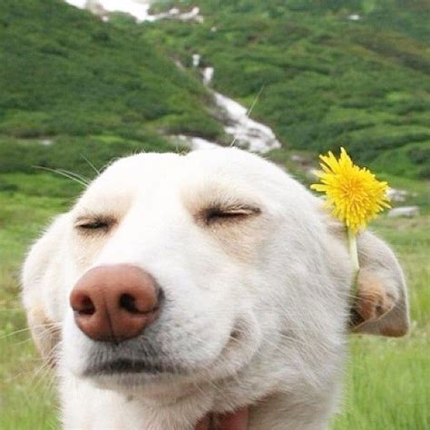 Dog Wearing A Flower So Funny Happy Dogs Dog Pictures Funny Dogs