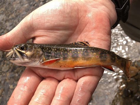 Colorful Little Brook Trout From Great Smoky Mountain National Park Tn