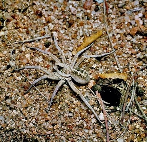 How To Identify Wolf Spider Species Based On Their Coloration