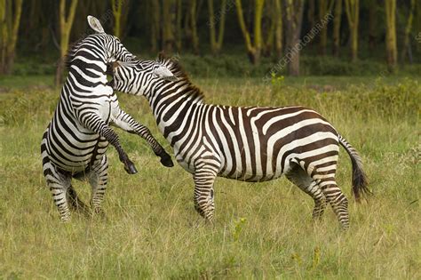 Grants Zebra Males Fighting Nakuru National Park Kenya Stock Image