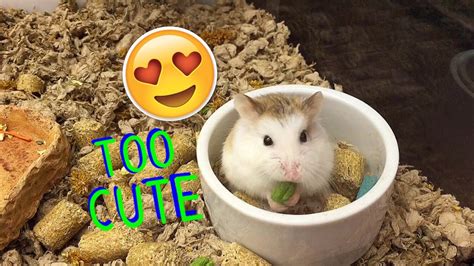 Small Pets Of Petco Youtube
