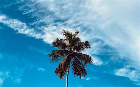 Download Wallpaper 3840x2400 Palm Tree Branches Sky Clouds 4k Ultra
