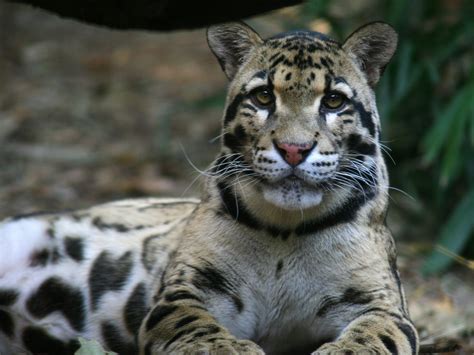 Clouded Leopard Photography Image Album