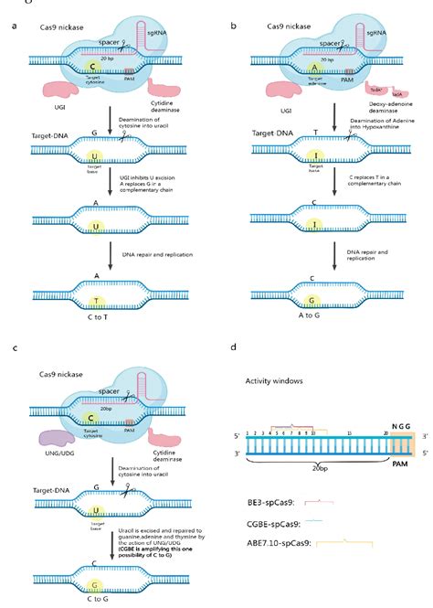 Figure 1 From Applications And Prospects Of Crisprcas9 Mediated Base
