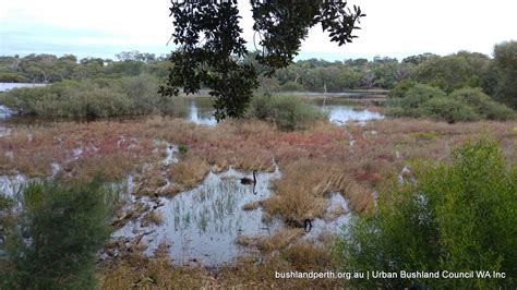 Wonderful Wetlands Around Perth Urban Bushland Council Wa