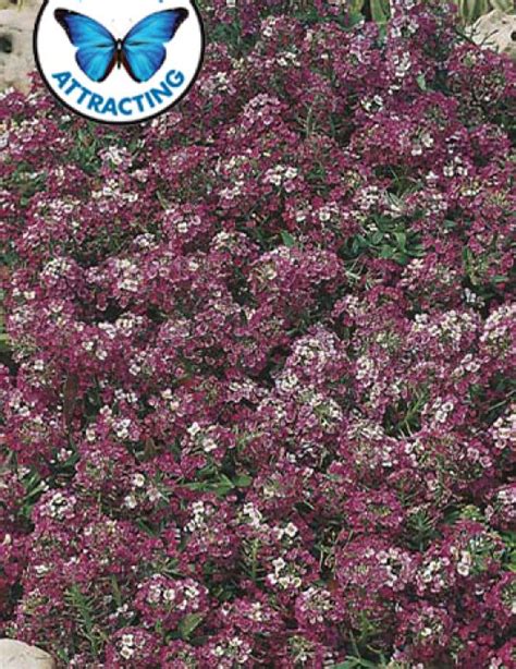 Alyssum Royal Carpet Alyssum Seeds Flower Seeds By Mr Fothergills