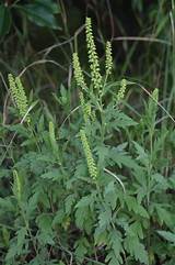 The trap holds strong animals with the help of two springs in the shape of a v. Ragweed - Wikiwand