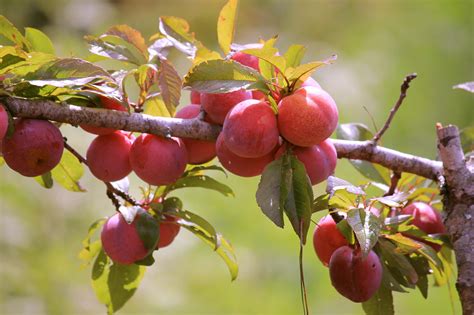Uncertain how and when do plum trees bloom? Meghalaya Organic Plums Gets Good Returns for a Farmer