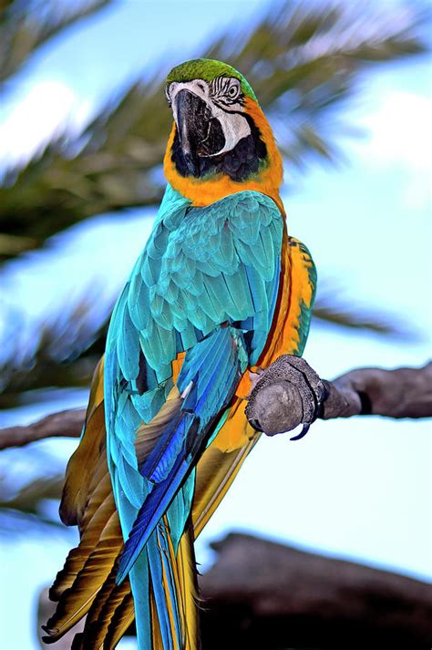 Pretty Parrot Photograph By Carolyn Marshall