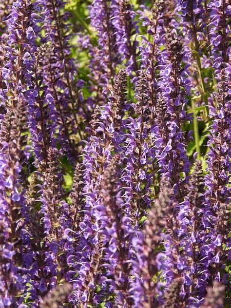 Enjoying fresh sage when cooking is easy with a potted sage plant nearby. Free Image on Pixabay - Wild Sage, Sage, Plant, Blossom | Growing herbs indoors, Sage plant, Plants