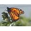 Nature Watch Monarch Butterflies And A Giant Swallowtail Visit The 