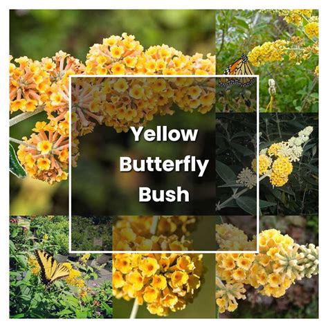 How To Grow Yellow Butterfly Bush Plant Care And Tips Norwichgardener