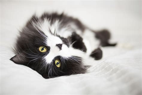 Ragamuffin cats are also highly adaptable, meaning they can thrive in a variety of home coat color: Even at her most relaxed, a tuxedo cat always has a formal ...
