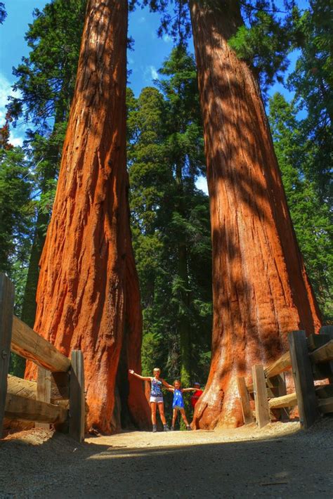 Sequoia And Kings Canyon National Parks Frederik Maesen
