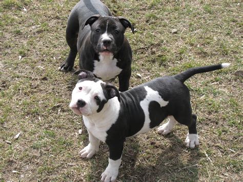 With young litters that arrived weeks apart from each other, louis v line's venom closing to the public, a wedding. | Bully Style pitbull puppies for sale | pit puppies for sale
