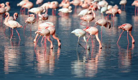 4k Flamingo Wallpapers Top Free 4k Flamingo Backgrounds Wallpaperaccess