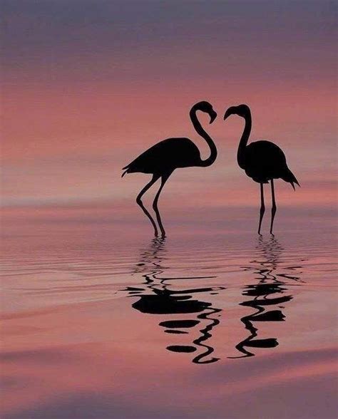 Aesthetic Sharer Zhr On Twitter Flamingo Pictures Amazing Animal