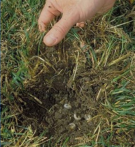Grub Control How To Get Rid Of Lawn Grubs Hunker