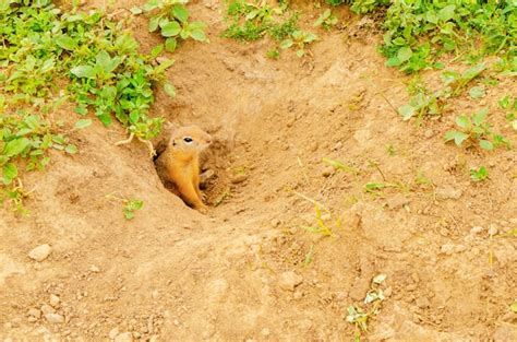 Premium Photo Cute Furry Gopher Peeps Out Of Hole In The Ground On