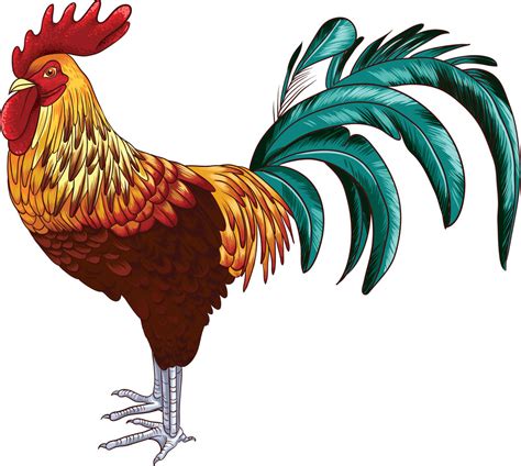 Vector Rooster Royalty Free Stock Image Storyblocks