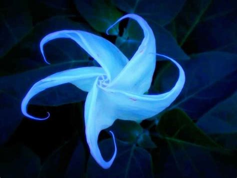 10 Loài Hoa Nở đêm đẹp Nhất Thế Giới Khoahoctv