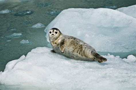 Harbor Seals Animals Amazing Facts And Latest Pictures The Wildlife