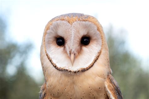 Totems Owl Sage Animal Totem Spirit Guides For Healing