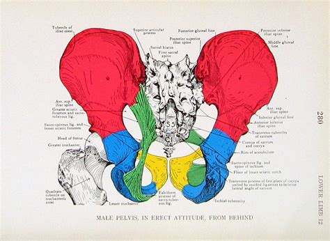 Pelvic Anatomy Male Rear View Of Male Pelvis Hip Leg Photograph By