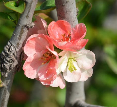 We did not find results for: 'Toyo Nishiki ' Japanese Flowering Quince