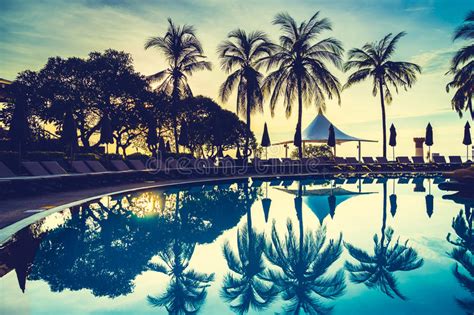 Silhouette Coconut Palm Tree Around Swimming Pool Stock Photo Image