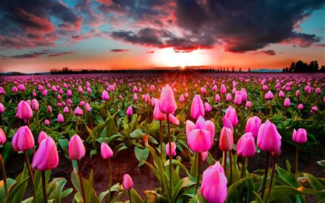Download Wallpapers Pink Tulips Sunset Wild Flowers Tulips Holland