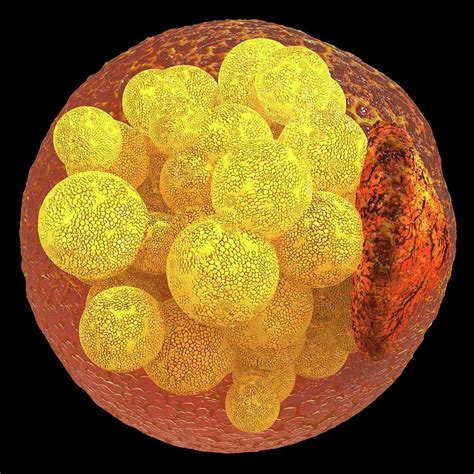 Human Fat Cell 1 Photograph By Alfred Pasiekascience Photo Library