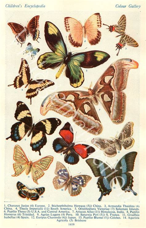 1933 Butterfly Prints Vintage Antique Book Plate Prints Etsy