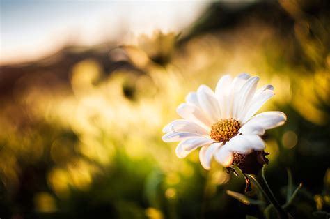 Camomile 4k Ultra Hd Wallpaper Background Image 4288x2848
