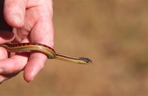 Garter Snake Description Habitat Image Diet And Interesting Facts