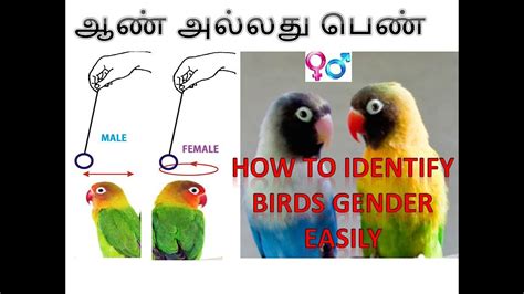 How To Find Male And Female African Lovebirds