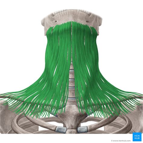 Anterolateral Muscles Of The Neck Flashcards Quizlet