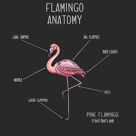 Flamingo Anatomy By Animalartist Redbubble Flamingo Anatomy Bones