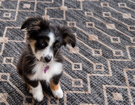 Protect Your Floors And Your Pooch With A Pet Friendly Rug Floorspace
