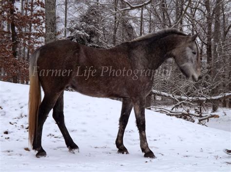 Equestrian Journey About Chrome