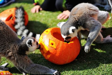 Halloween Treats For Animals At The Zoo 6 Cn