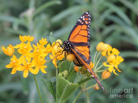 Monarch Butterfly Photograph By Judy Latimer
