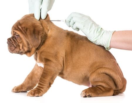 That chip has a unique number on it that can be picked up and read by a scanner. The New Dog Microchipping Law - Argos Pet Insurance