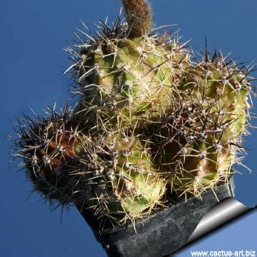 The most common red easter. Lobivia aurea var. shaferi
