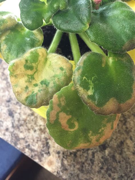 The slightest alteration in light and temperature could potentially change your african violet leaves' color. African violet leaves losing color/yellowing — BBC ...